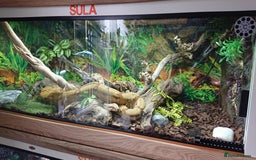 Boa Snake reptiles for sale: Hog Island boa and full double level custom set up - Image 12