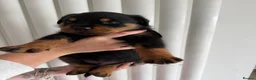 Rottweiler dogs for sale: Beautiful German bloodline Rottweiler puppies - Advert 7