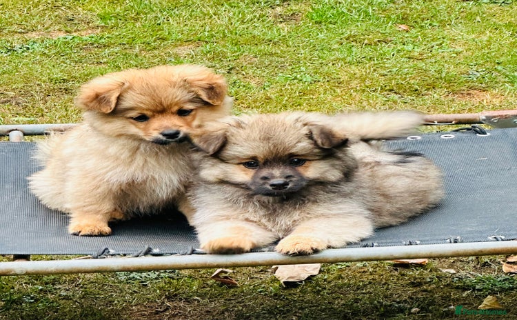 Pomeranian dogs in Sudbury - Advert 2