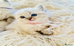 Ragdoll cats for sale: Ragdoll kittens for sale - Image 8