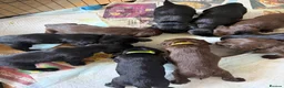 Sprocker dogs for sale: Adorable Sprockers in Newark - Advert 14