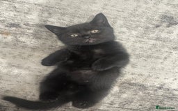 Scottish Fold cats for sale: Scottish fold and straight kitten - Image 9
