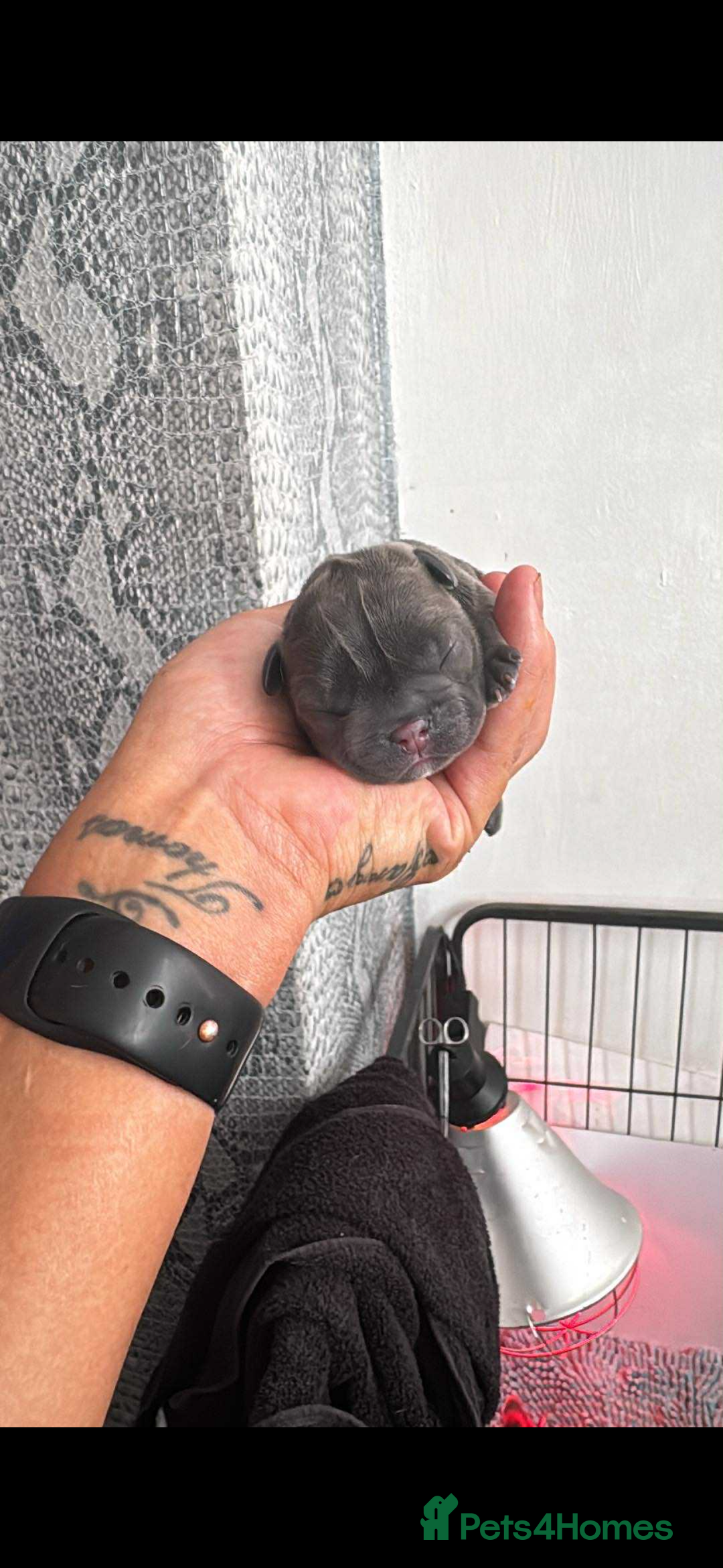 French Bulldog dogs for sale: French bulldog puppys  - Advert 2