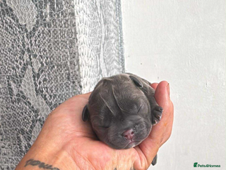 French Bulldog dogs French bulldog puppys - Advert 7