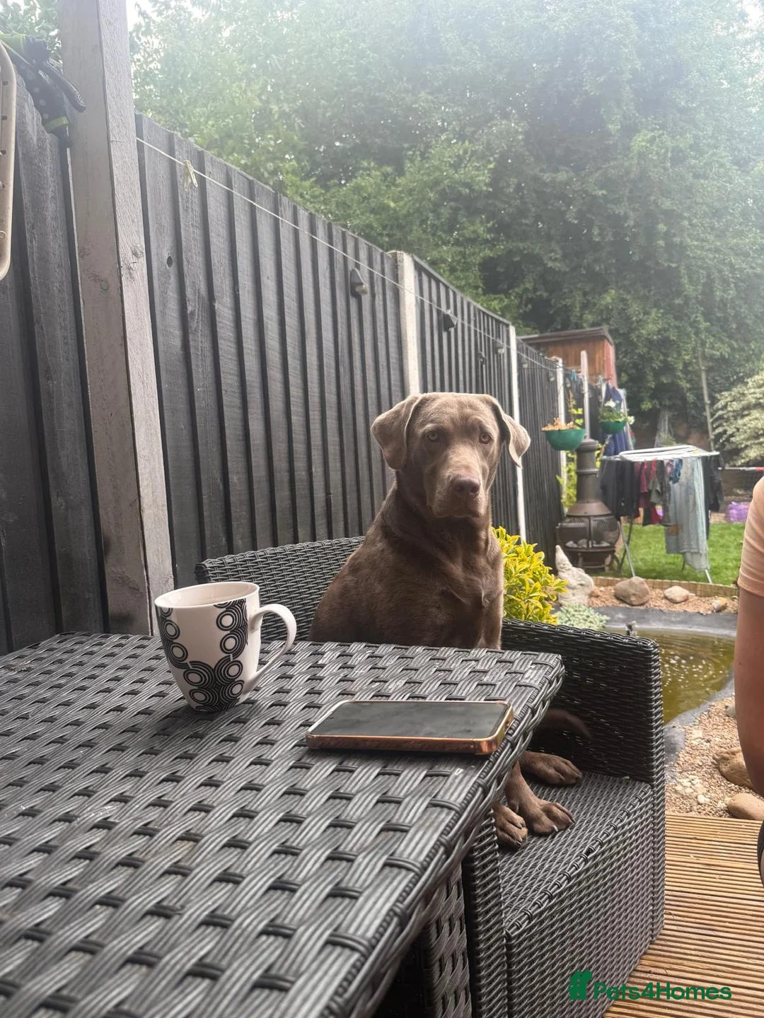 Labrador Retriever dogs for sale: Labrador retriever silver female in Sawbridgeworth - Advert 1