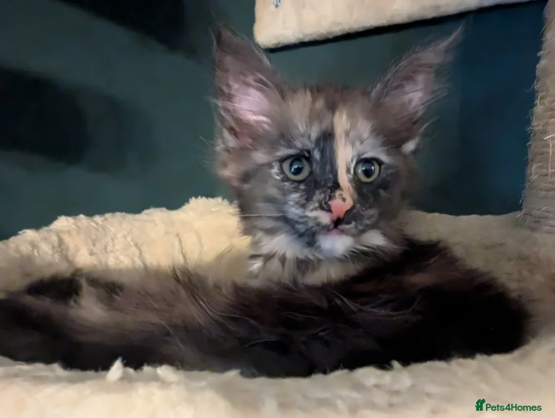 Maine Coon cats for sale: ✨ Stunning Maine Coon Kittens Ready Now ✨ - Advert 12