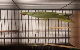 Ringnecks birds for sale: Stunning Indian Ringnecks - Image 15