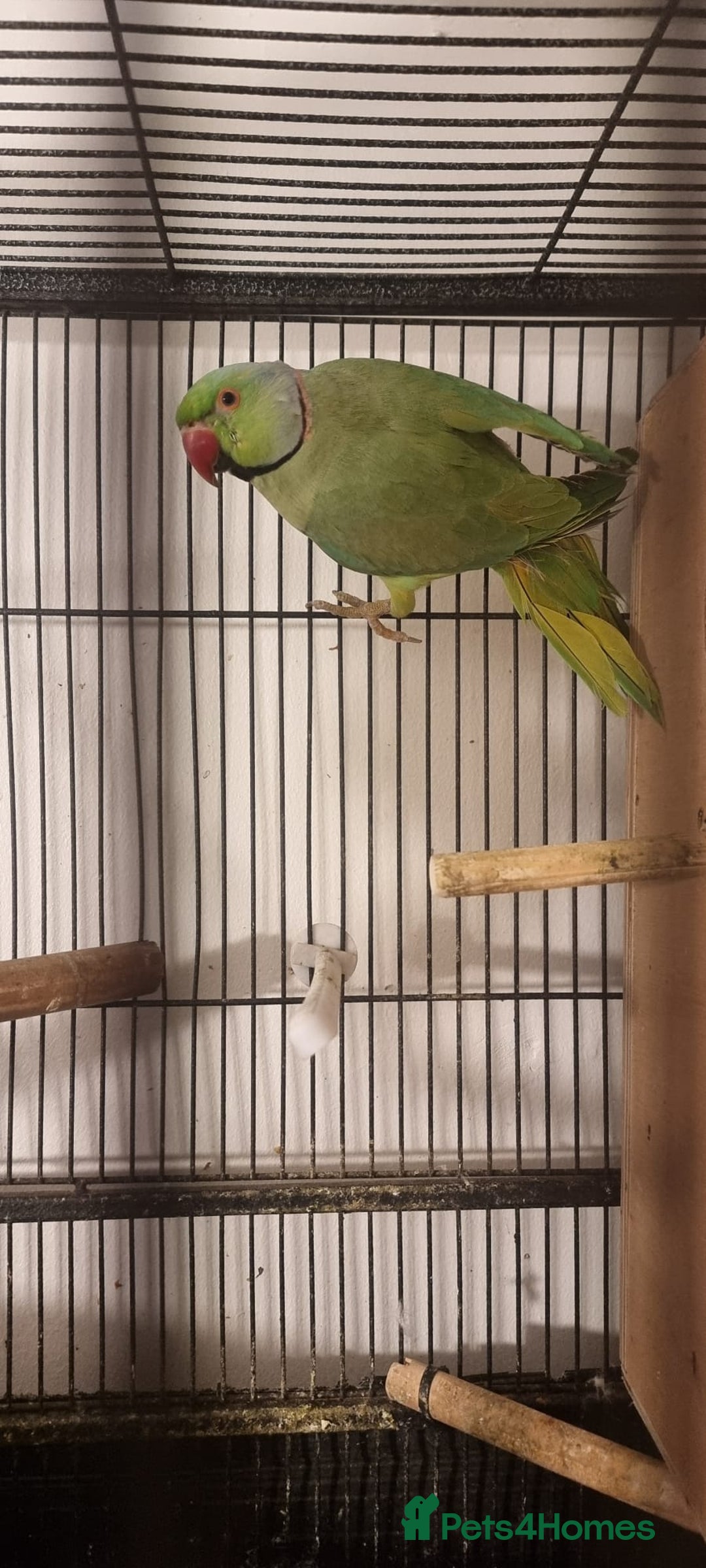 Ringnecks birds for sale: Stunning Indian Ringnecks - Image 15