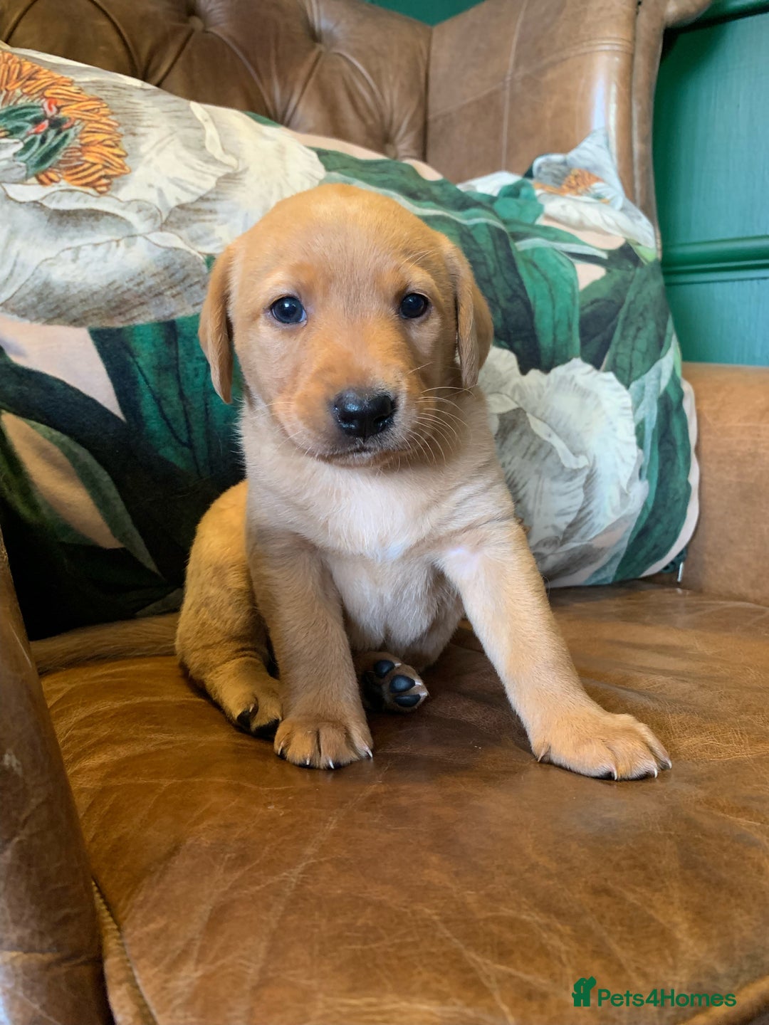 Labrador Retriever dogs for sale: Gorg KC reg labradors with amazing lineage - Advert 19