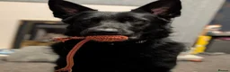 German Shepherd dogs for adoption: Black German shepherd  - Advert 5