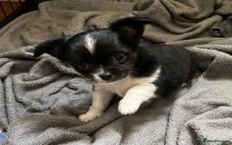 Chihuahua dogs for sale: 3 Long Coat Parti Boys - Image 13
