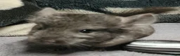 Chinchilla rodents for sale: Baby male chinchillas - Advert 3