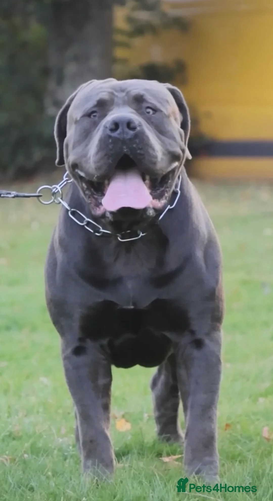 Boerboel dogs for stud: Imperial Health Tested & Champion Stud in Eastleigh - Advert 4