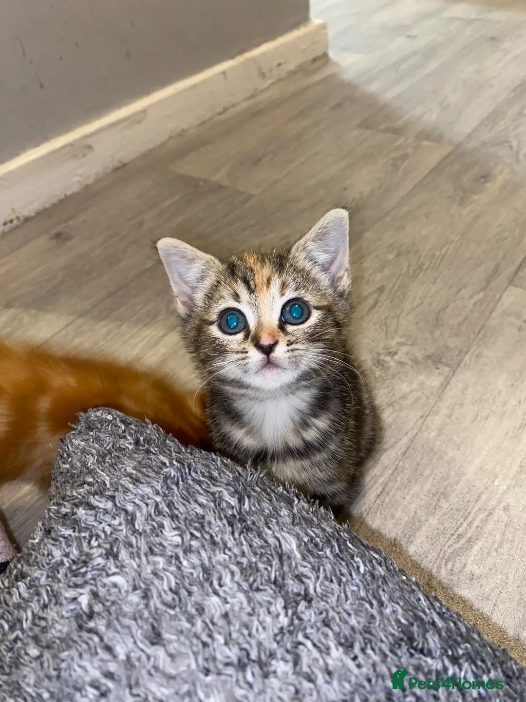 Mixed Breed cats for sale: 4 amazing kittens for sale  - Advert 2