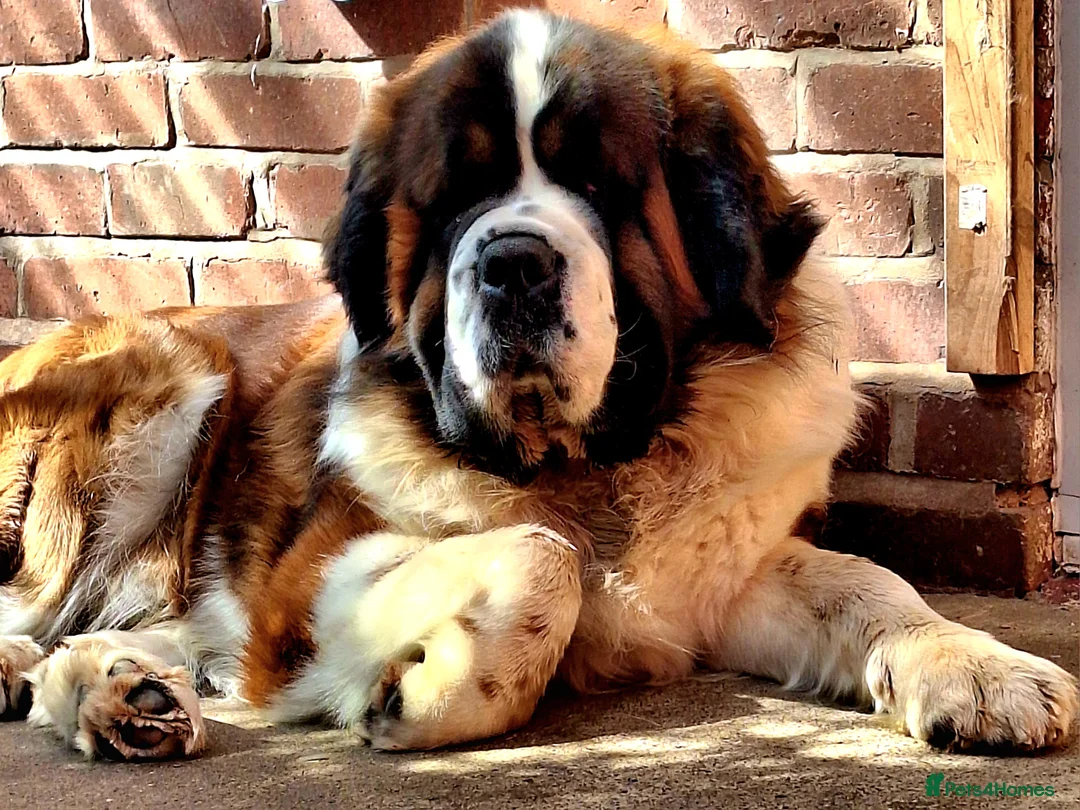Saint Bernard dogs for stud: Outstanding KC reg saint Bernard for stud.  in Chester - Advert 3