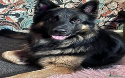 Mixed Breed dogs for sale: Shepweiler puppies READY TO RESERVE! - Image 17
