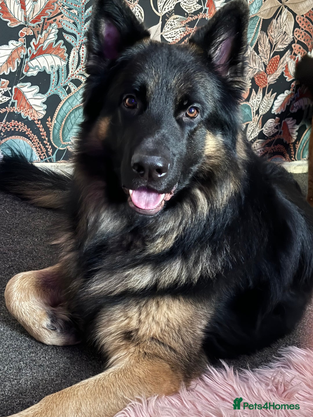 Mixed Breed dogs for sale: Shepweiler puppies READY TO RESERVE! - Image 17