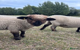Sheep livestock for sale: Oxford Down Rare Breed Ram Lambs - Image 5
