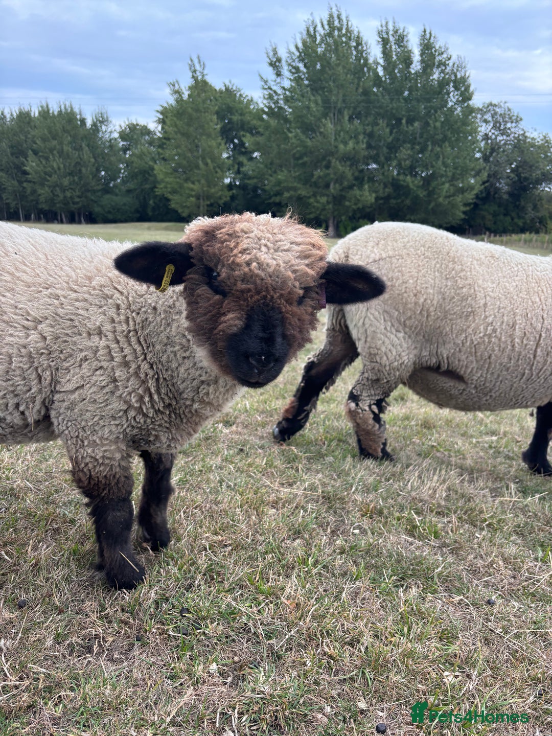 Sheep livestock for sale: Oxford Down Rare Breed Ram Lambs - Image 5