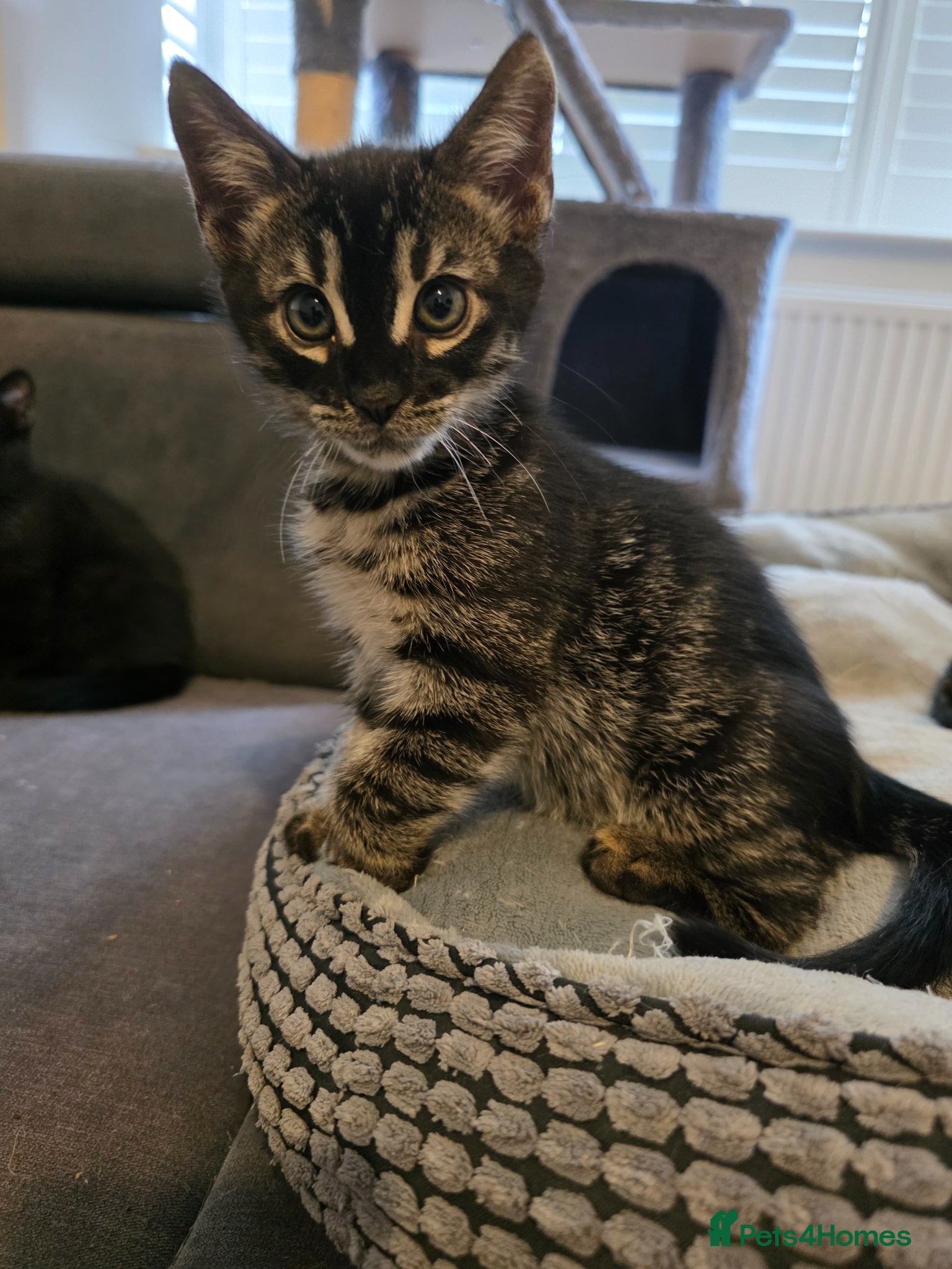 Bengal cats for sale: Mixed Bengal Kittens  - Advert 1