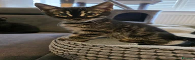 Bengal Kitten 1