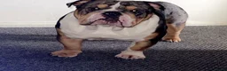 English Bulldog dogs for stud: Bruno 🏆🏆 - Advert 4