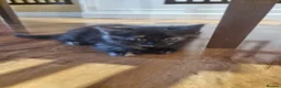 Mixed Breed cats for sale: Beautiful kittens  - Advert 6