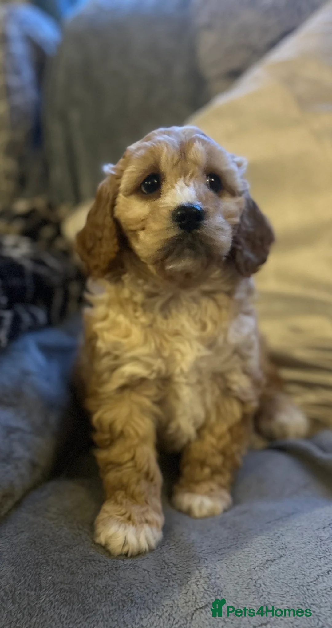 Cockapoo dogs for sale: Cockapoo pupies - Advert 4