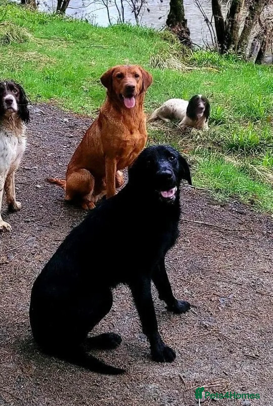 Labrador Retriever dogs for sale: Lab puppies ready next week - Advert 3