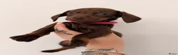 Miniature Dachshund dogs for sale: Miniature dachshunds looking for new home!! - Advert 4