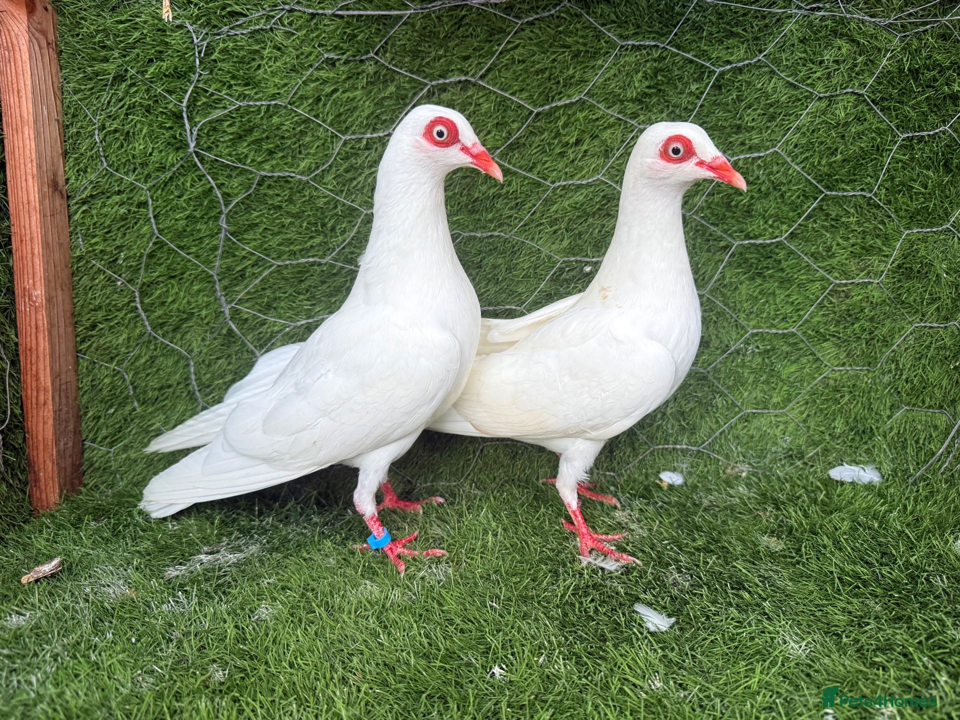Pigeons birds Beautiful, Vaccinated & Friendly Pigeons - Advert 2