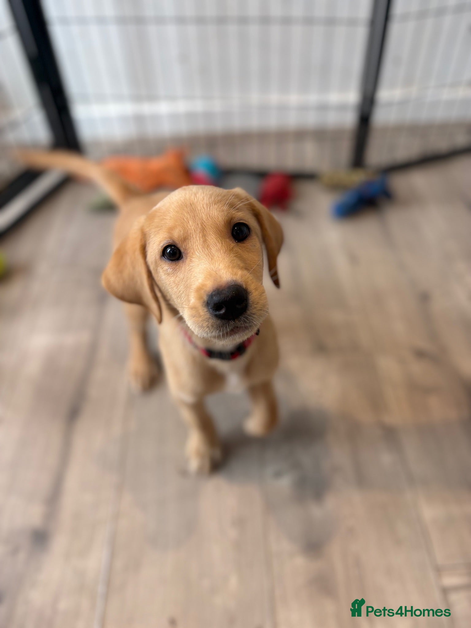 Labrador Retriever dogs Health Tested Champion Pedigree Pups - Advert 2