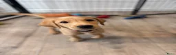 Labrador Retriever dogs for sale: Health Tested Champion Pedigree Pups - Advert 2