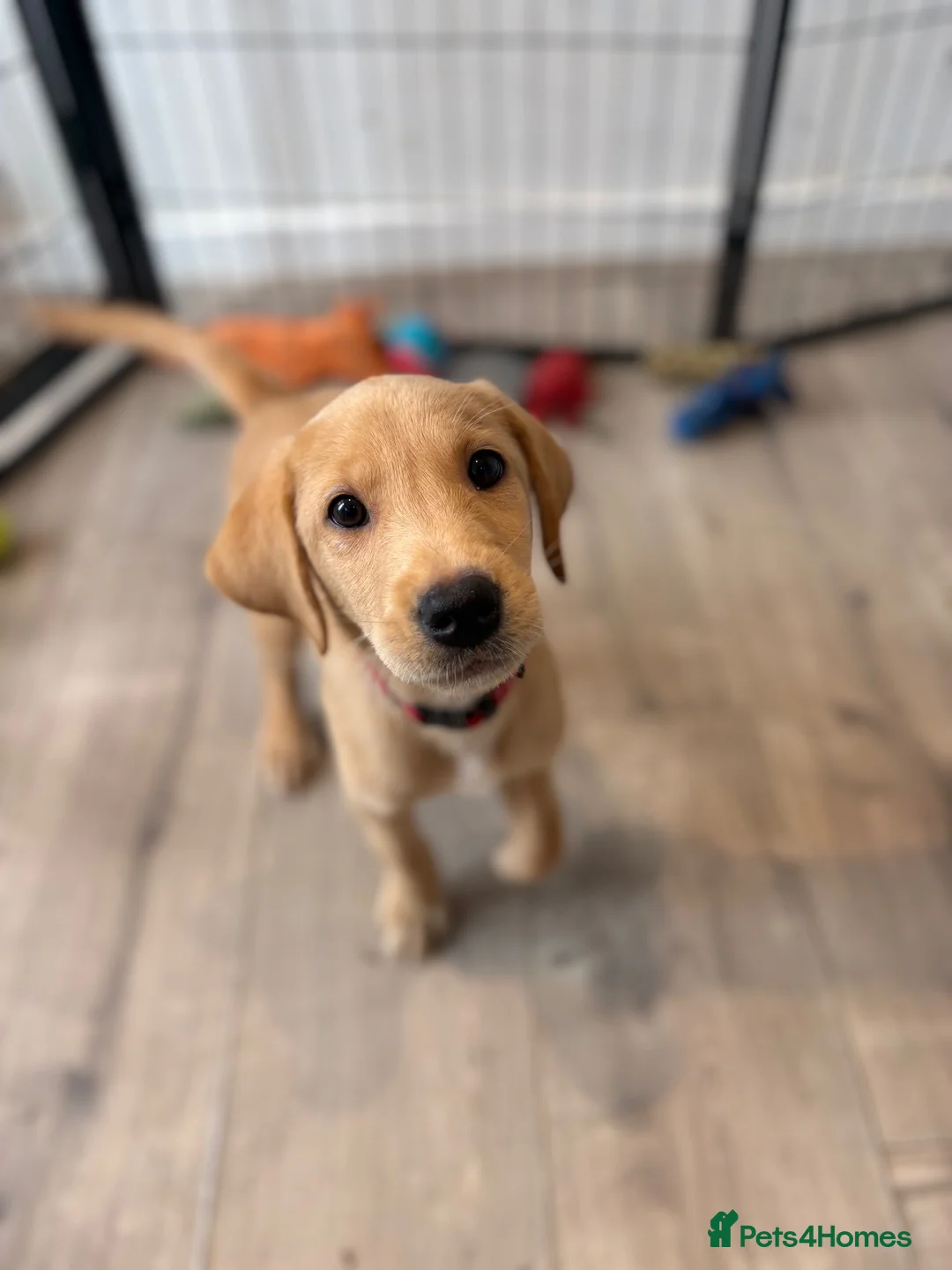 Labrador Retriever dogs for sale: Health Tested Champion Pedigree Pups - Advert 2