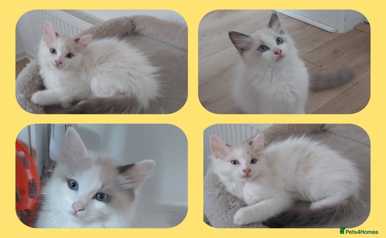 Ragdoll cats - Advert 7