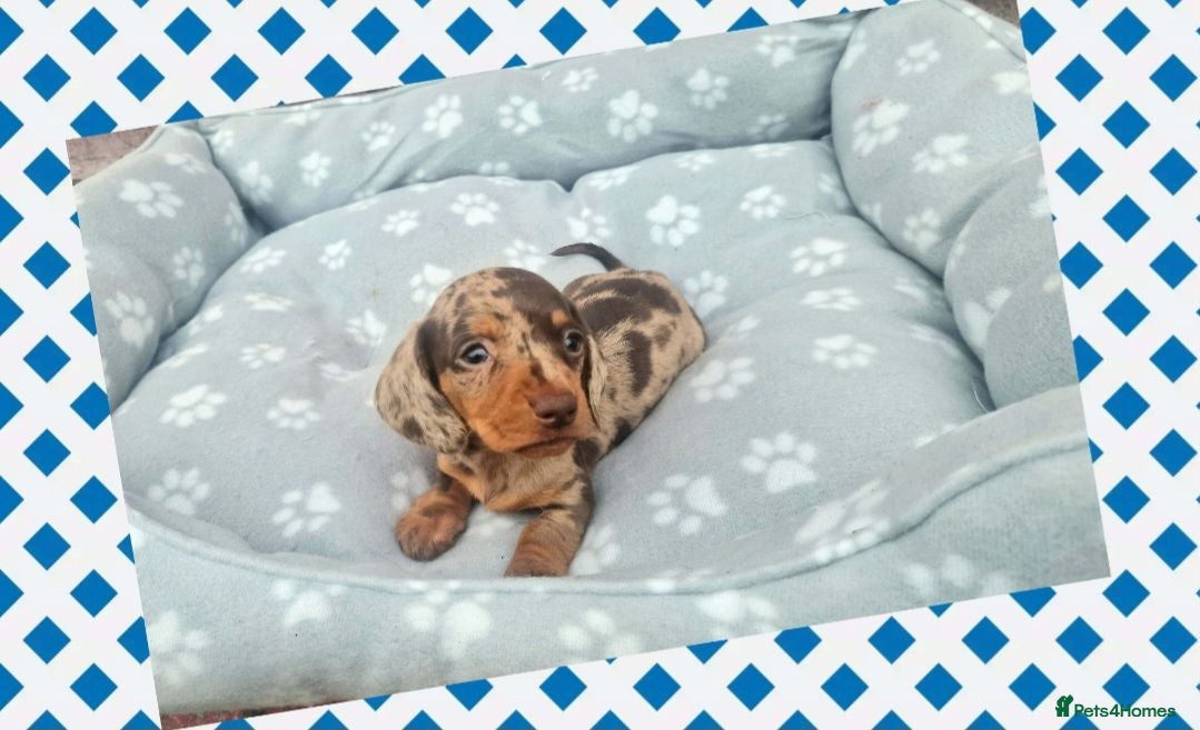 Miniature Dachshund dogs for sale: 🐶😍Miniature dachshund Puppies😍🐶 - Advert 1