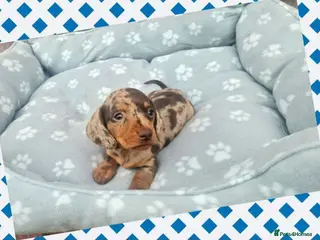 Miniature Dachshund dogs 🐶😍Miniature dachshund Puppies😍🐶 - Advert 4