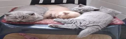 British Shorthair cats for sale: British shorthair kittens  - Advert 4