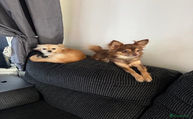 Chihuahua dogs - Advert 1
