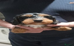 Cockapoo dogs for sale: Cockapoo puppies f1 Rare exceptional litter!!!!♥️ - Image 15
