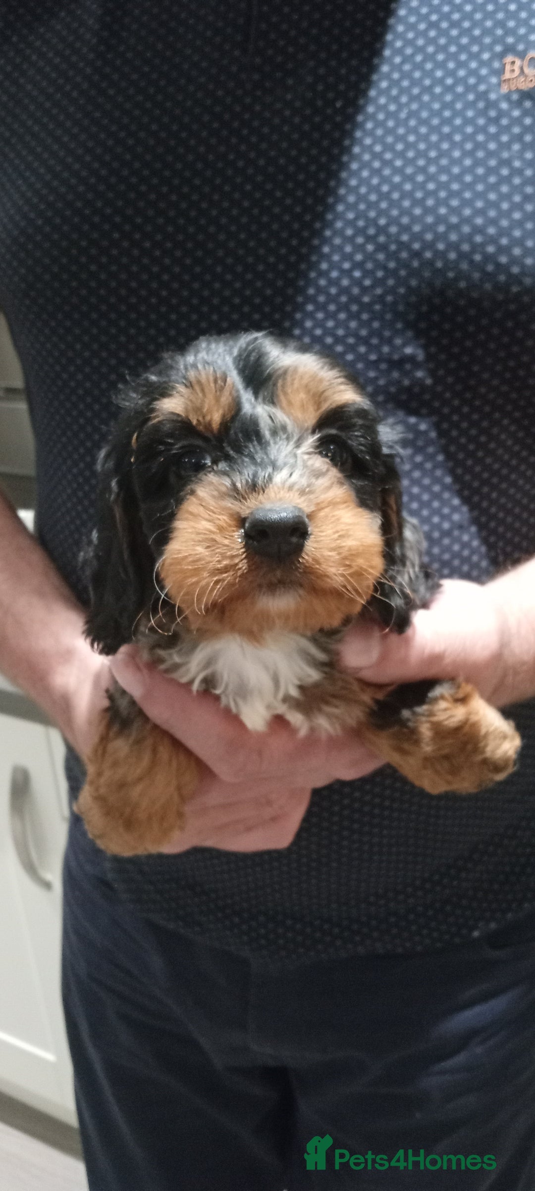 Cockapoo dogs for sale: Cockapoo puppies f1 Rare exceptional litter!!!!♥️ - Image 15