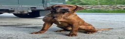 Labrador Retriever dogs for sale: Adorable KC Fox Red Lab Puppies - Advert 8