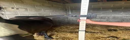 Welsh Section C horses for sale: 3 year old welsh section C mare - Advert 2