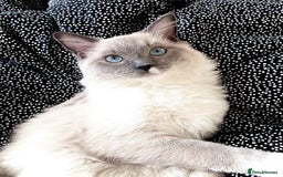 Ragdoll cats for sale: Breathtaking Poseidon - Image 7
