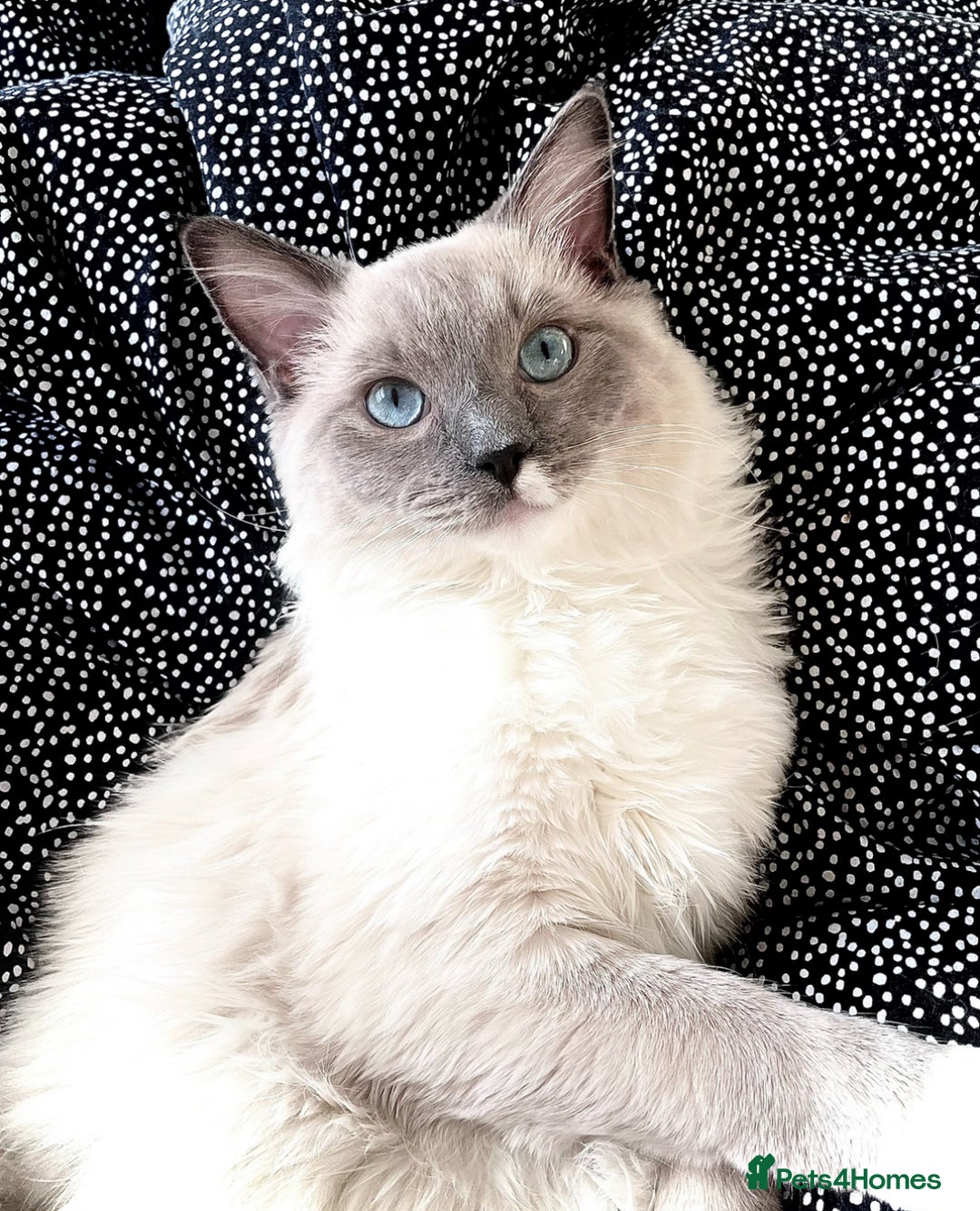 Ragdoll cats for sale: Breathtaking Poseidon - Image 7