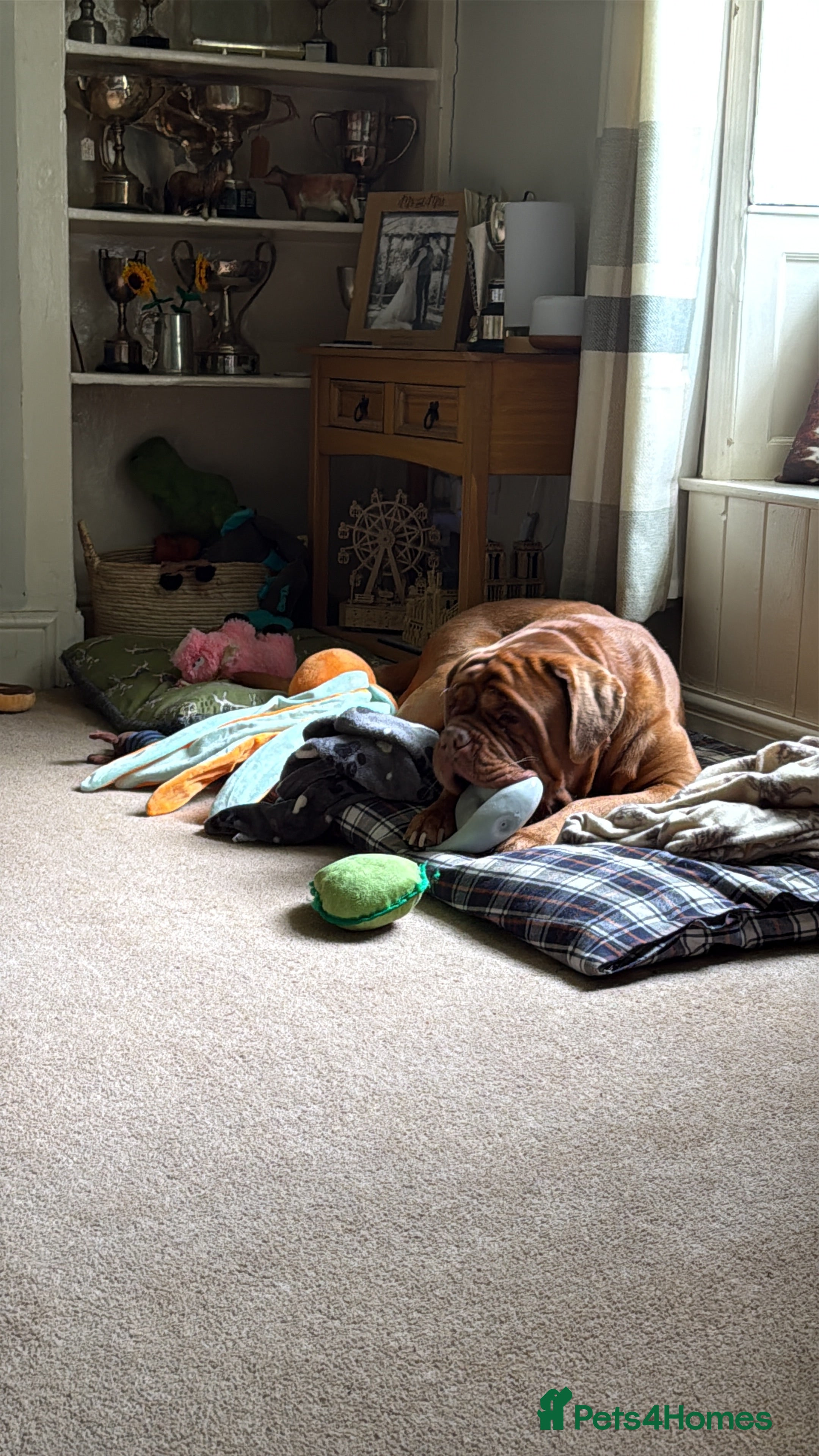 Dogue De Bordeaux dogs Dogue de bordeux  - Advert 4