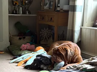 Dogue De Bordeaux dogs Dogue de bordeux - Advert 4