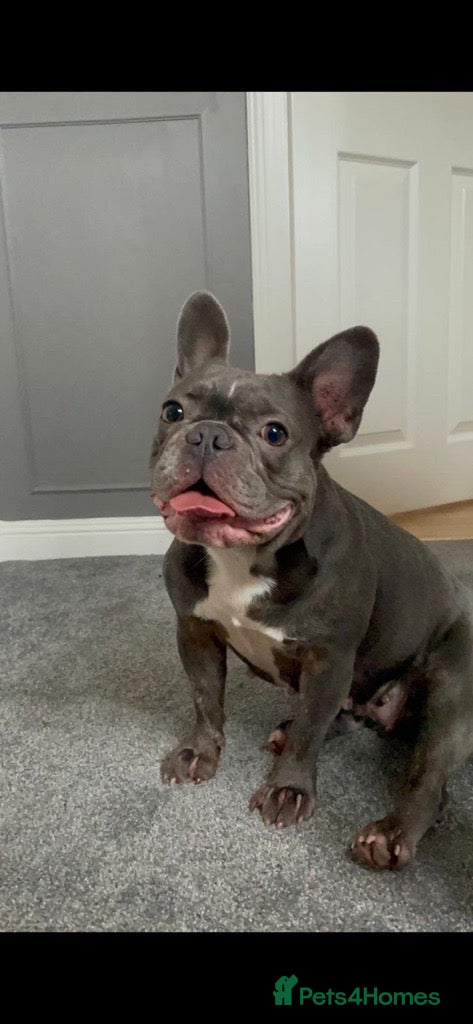 French Bulldog dogs for sale: Luna & Mike NEED a New Loving Home - Advert 2