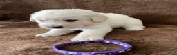 Golden Retriever dogs for sale: 7 Beautiful Golden retriever puppies  - Advert 23