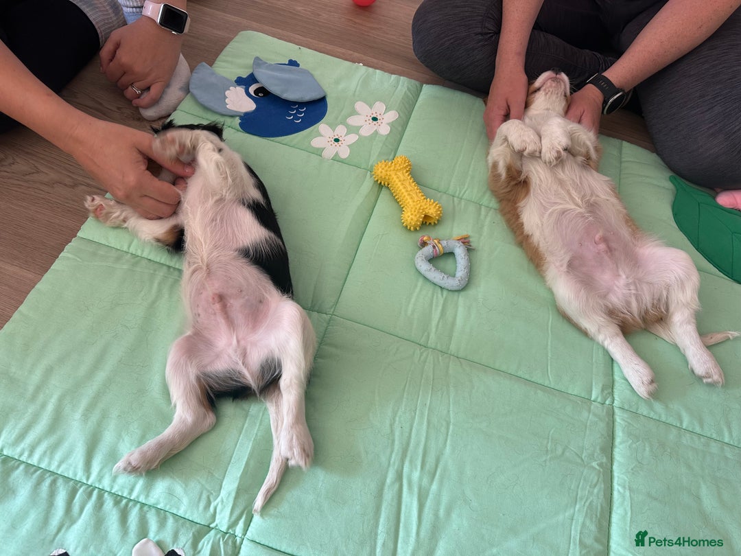 Cavalier King Charles Spaniel dogs for sale: Male KC reg & Health Tested Cavalier puppies - Image 3